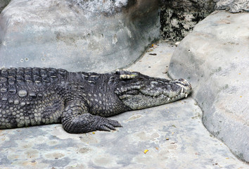 Crocodile in captivity.
