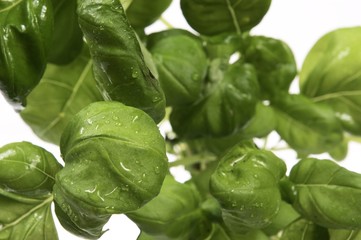 green basil isolated on white background