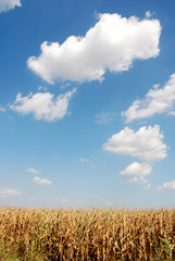 Corn field over blue sky and clouds