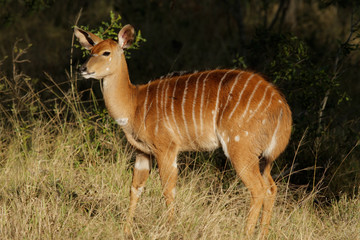 Nyala antelope (Tragelaphus angasii)