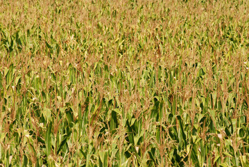 Obraz premium Corn field...