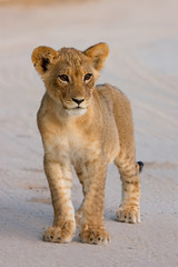 Lion cub (Panthera leo) © EcoView