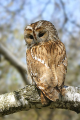 Owl