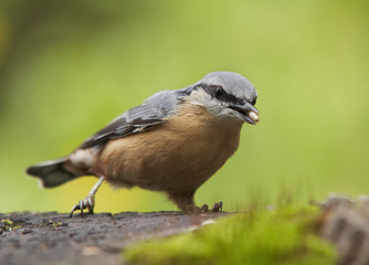 Obraz premium nuthatch