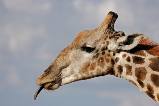 Giraffe (Giraffa camelopardalis) portrait