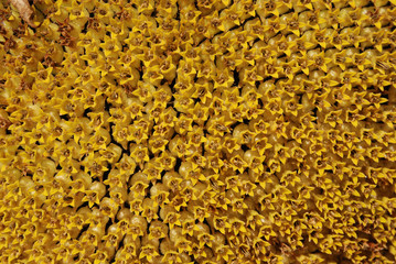 Sunflowers in close up