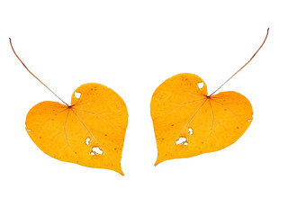 Two heart shaped leaves