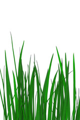 Fototapeta premium grass background