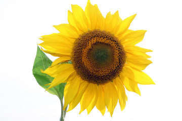 Obraz premium Sonnenblume