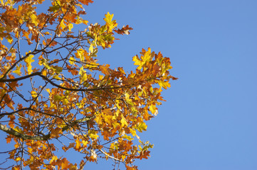 Autumn leaves on a tree against a clear blue sky