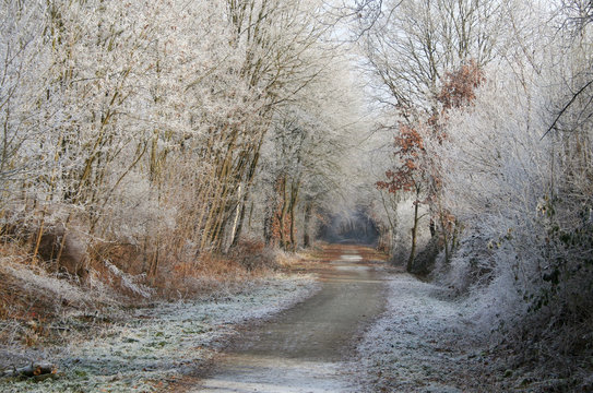 Fototapeta Path in a winter wonderland