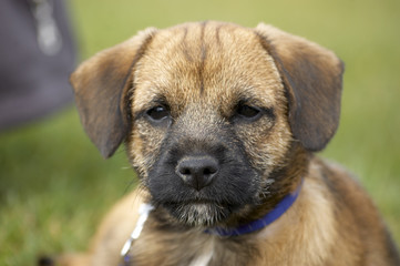 A very cute border terrier puppy