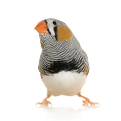 Zebra Finch - Taeniopygia guttata