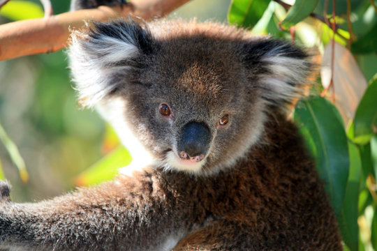 Koalabär Portarait