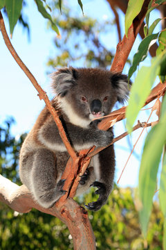 Koalabär beim klettern in einem Baum
