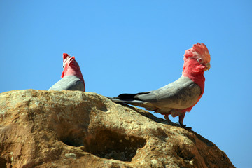Frei lebende Kakadus im Nambung National Park 