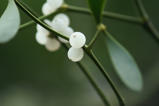 gui pour la nouvelle ann&eacute;e