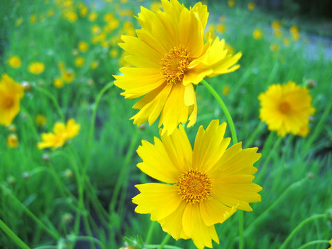 Yellow Blossom Flower In Garden