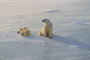 Polar bear with her cub on a frozen lake in the Canadian Arctic