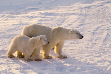 Polar bear with her cub.  Canadian Arctic
