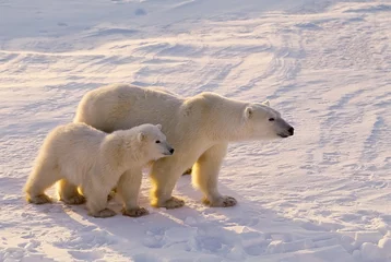 Abwaschbare Fototapete Eisbär Eisbär mit ihrem Jungen. Kanadische Arktis