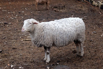 mouton