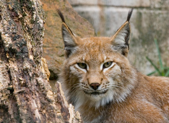 Naklejka premium Lynx 