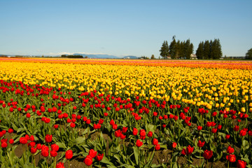 Une photo d& 39 un champ de tulipes magnifique et coloré