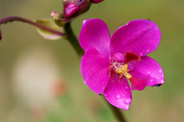 Obraz na płótnie Canvas Vanda, Orchid