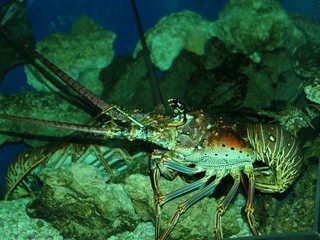 Lobster