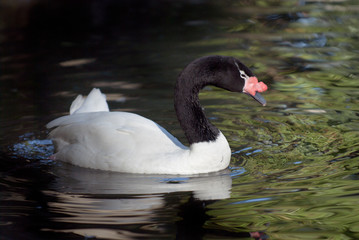 Black neck swan