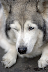 Portrait of husky dog blink Close up