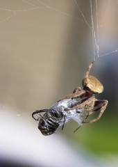 Spider fighting its prey, wrapping it up in the web