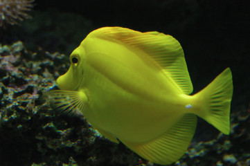 Tropical Fish Ctenochaetus truncatus 