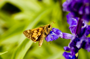 Macro photography of an insect and a purple flower 