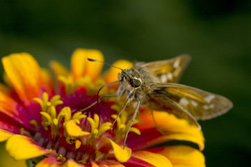 Macro photography of an insect and a yellow flower  