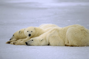 Polar bear with her yearling cubs. Canadian Arctic