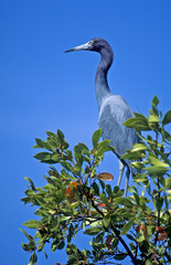 Little blue heron against a blue sky. Florida
