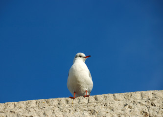 Obraz premium White Gull Blue Sky