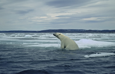 Polar bear climbing from swimming in the sea onto ice floe