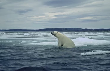 Crédence de cuisine en verre imprimé Ours polaire Ours polaire s& 39 élevant de nager dans la mer sur la banquise