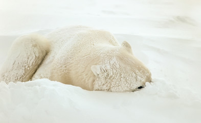 Ours polaire dormant dans la neige soufflée, un œil sur le photographe.