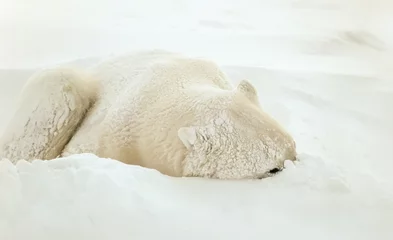 Photo sur Plexiglas Ours polaire Ours polaire dormant dans la neige soufflée, un œil sur le photographe.