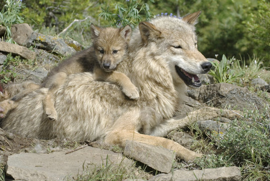 Gray wolf with her cub