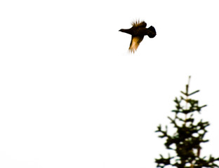 black grouse