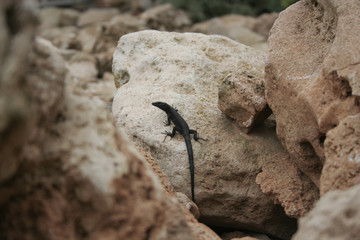 Black Lizard on the rock