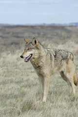 Gray wolf photographed in North Dakota Badlands