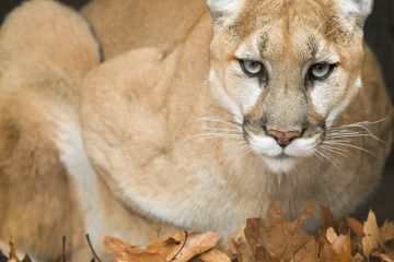 Mountain Lion Portrait