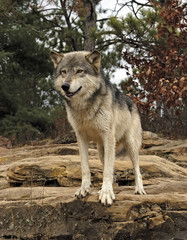 Gray wolf on rock overlook. Photograaphed in Northern Minnesota