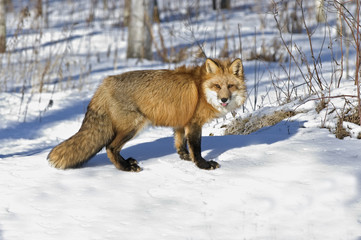 Red fox photographed in winter field, Northern Minnesota